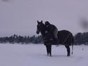Anden særlig race Arthur