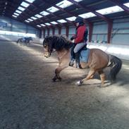 Anden særlig race Chico (solgt)