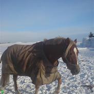 Welsh Cob (sec D) Kiding Game On