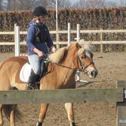 Haflinger Charming Cilla 