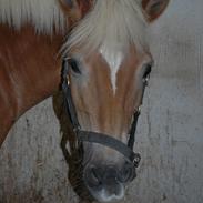 Haflinger Charming Cilla 