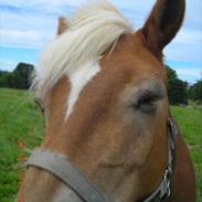 Haflinger Charming Cilla 