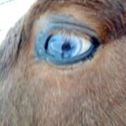 Shetlænder Buster!<3..My soulmate!<3..Medister!<3