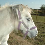 Anden særlig race Snehvide