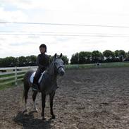 Welsh Pony (sec B) Vongkærgårds Annabell