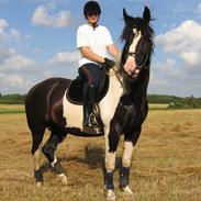 Anden særlig race Snoopy - SOLGT...