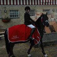 Hollandsk Sportspony Stuntman (part)