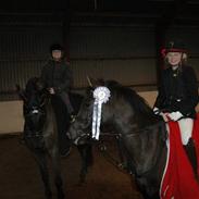 Hollandsk Sportspony Stuntman (part)