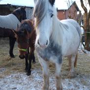Irish Cob Crossbreed Nørregårds Pocahontas