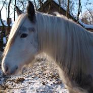 Irish Cob Crossbreed Nørregårds Pocahontas