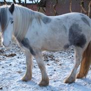 Irish Cob Crossbreed Nørregårds Pocahontas