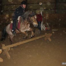Welsh Pony (sec B)  Golden Bitti 