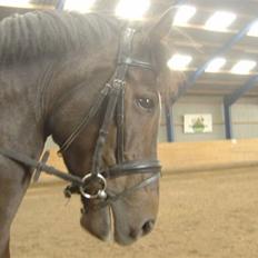 Anden særlig race Reval