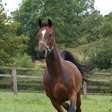 Fuldblod (XX) Little Thyne xx (IRE)