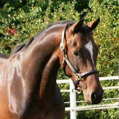 Fuldblod (XX) Little Thyne xx (IRE)