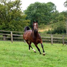 Fuldblod (XX) Little Thyne xx (IRE)