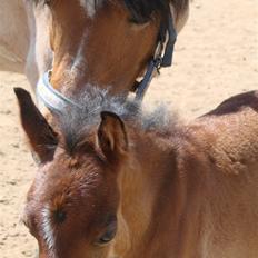 Welsh Pony (sec B)  Golden Bitti 