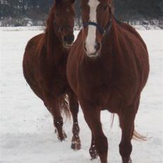 Dansk Varmblod Duet (solgt)