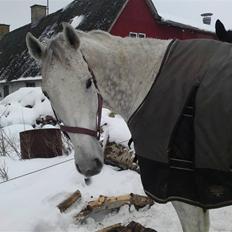 Holstener Cypresgårdens Marquis