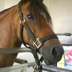 Welsh Pony (sec B) Bjerregaards Evelyn