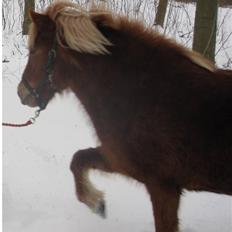 Islænder Fjóla fra freersvang 