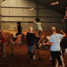 Anden særlig race Trøffel(solgt og savnet)