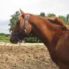 Anden særlig race Cozmo <333(Solgt):'(