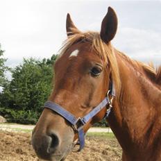 Anden særlig race Cozmo <333(Solgt):'(