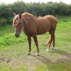 Anden særlig race Cozmo <333(Solgt):'(