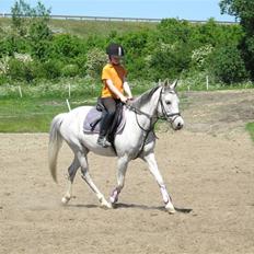 Tysk Sportspony Nikita R.I.P