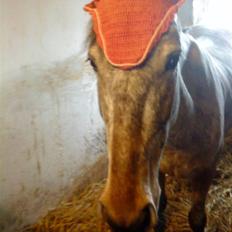 Anden særlig race Molly <3