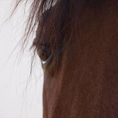 Anden særlig race Djenkiss <'3 