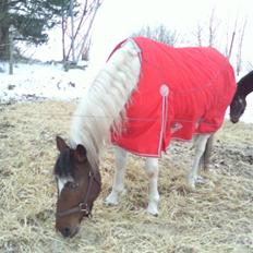 Anden særlig race Starlight