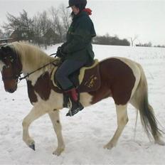 Anden særlig race Starlight