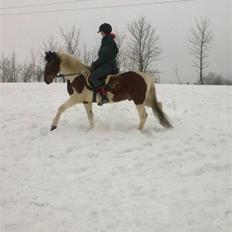 Anden særlig race Starlight