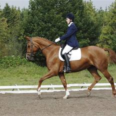 Dansk Varmblod Chanell