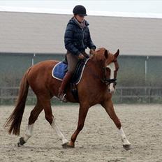 Anden særlig race Lex R.I.P