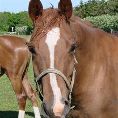 Dansk Varmblod Chanell