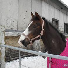 Anden særlig race Indy(solgt)