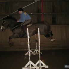 Anden særlig race Indy(solgt)