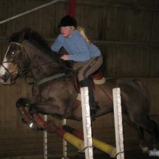 Anden særlig race Indy(solgt)