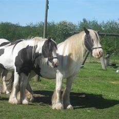 Tinker LL. Mølgårds Mc Phee/ Fie