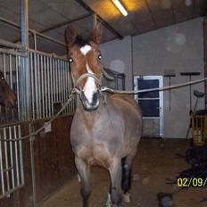 Dansk Varmblod No Mans Land