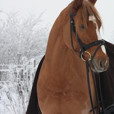 Dansk Varmblod Charmeur 