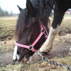 Barockpinto Aranka* RIP*