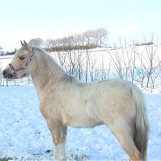 Welsh Pony (sec B) Fantasie 