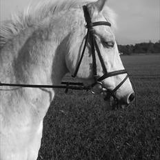 Hollandsk Sportspony Silver Cheval  R.I.P 
