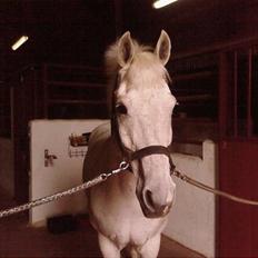 Hollandsk Sportspony Silver Cheval  R.I.P 