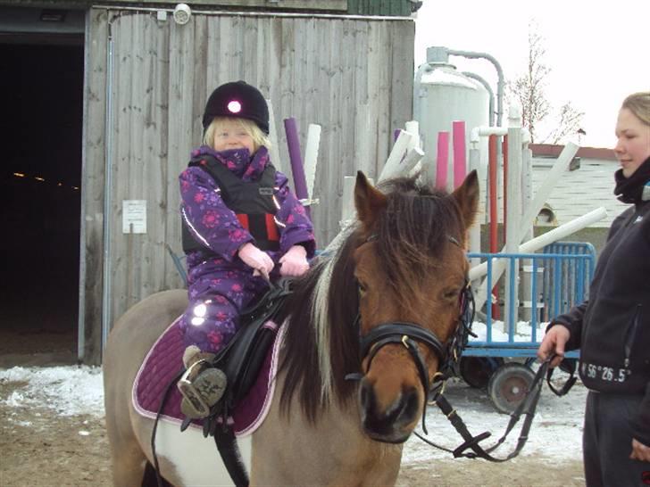 Pinto Pinoccio  billede 2