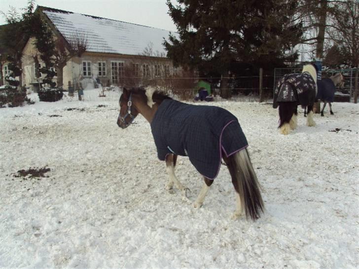 Pinto Pinoccio  - snen 2010 billede 4